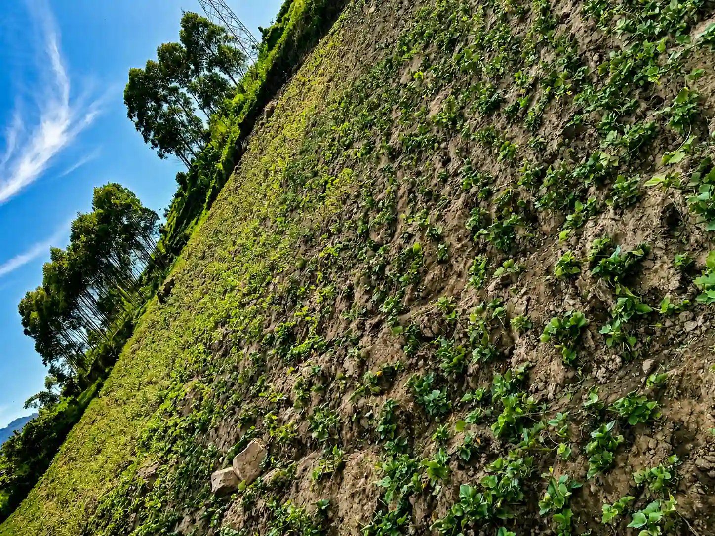Prime 3.9-Acre Investment Land — Bwindi Impenetrable Forest located in Bwindi Impenetrable Forest Area, Kanungu District - Sarah Sanctuary Homes