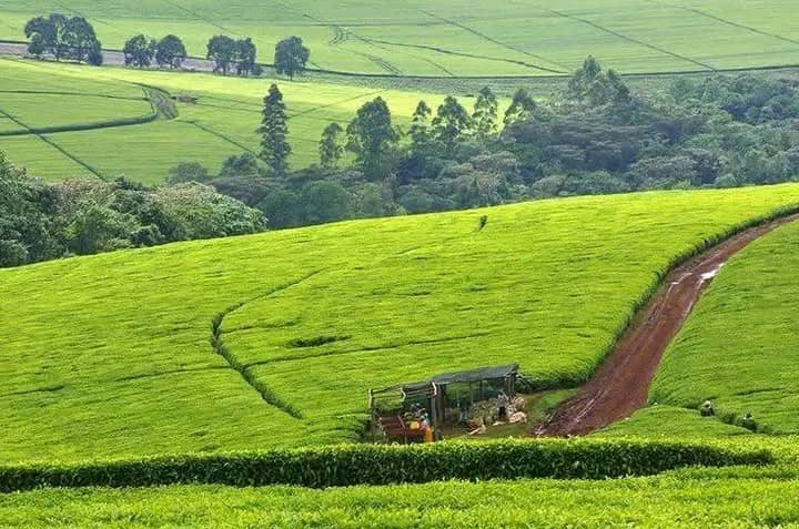 Exceptional Tea Estate Opportunity located in Fort Portal, Western Uganda - Sarah Sanctuary Homes